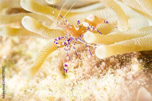 Spotted cleaner shrimp photo