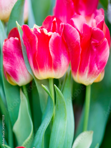 Colorful spring-blooming tulips flowers in the garden. Spring wallpaper. Flower greeting cards background. Soft selective focus