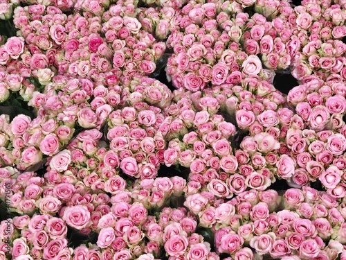 Fototapeta Naklejka Na Ścianę i Meble -  many small pink roses