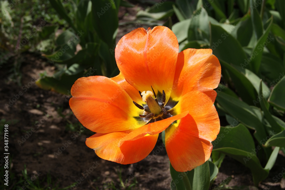 Orange-yellow blooming Tulip. Orange-yellow blooming Tulip.