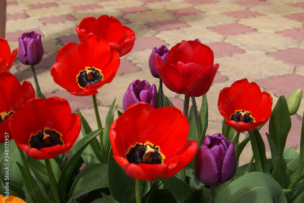Tulips of different varieties and colors in the garden on a blurred background of paving slabs