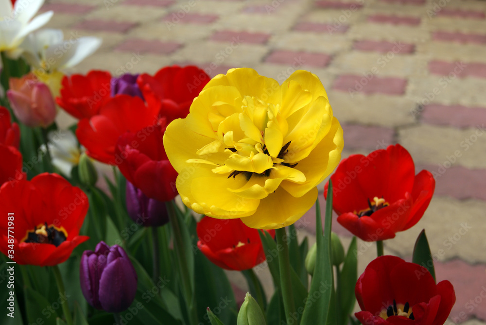 Obraz premium Tulips of different varieties and colors in the garden on a blurred background of paving slabs