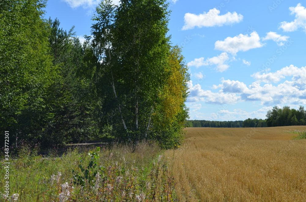 landscape with trees and blue sky landscape with trees and blue sky