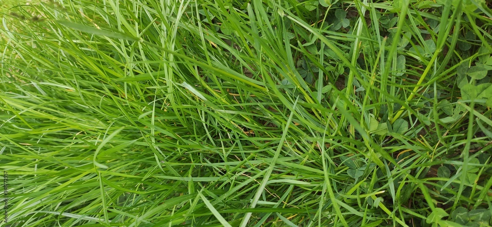 green grass background green grass background