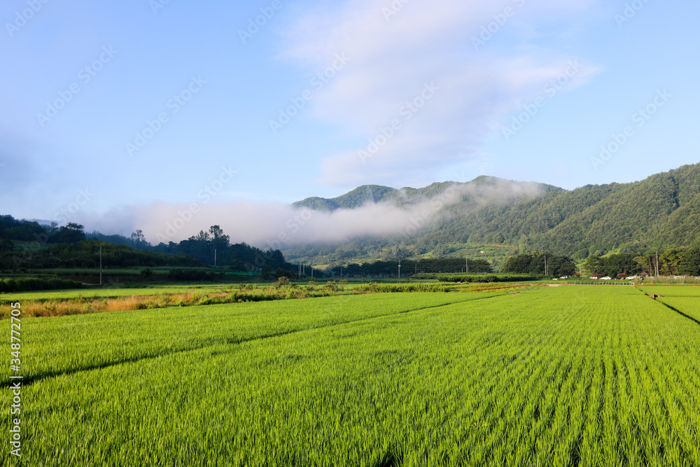 Korean mountains and rice fields. Cheongsong, Gyeongsangbuk-do, Korea