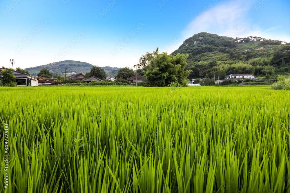 Korean rice fields and villages. Cheongsong, Gyeongsangbuk-do, Korea