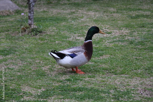 Mallard duck on the grass 