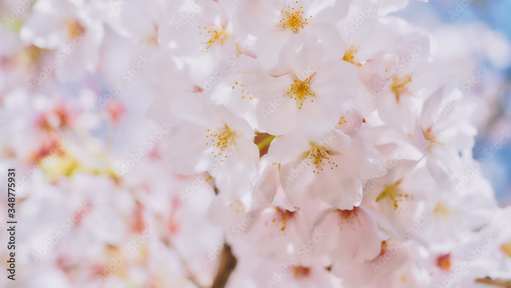 Close-up photo of cherry blossom sakura with beautiful bokeh background. Close-up photo of cherry blossom sakura with beautiful bokeh background.