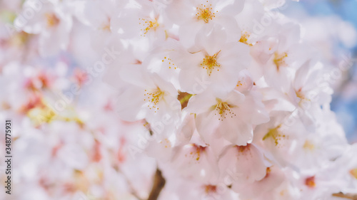 Close-up photo of cherry blossom sakura with beautiful bokeh background.