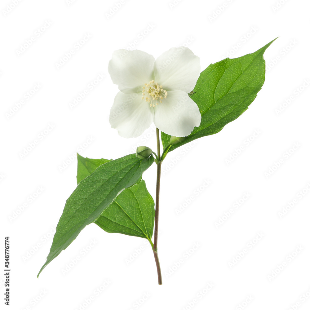 Naklejka premium Apricot flower isolated on white background. Spring tree