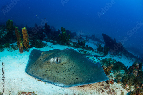 Sting Ray