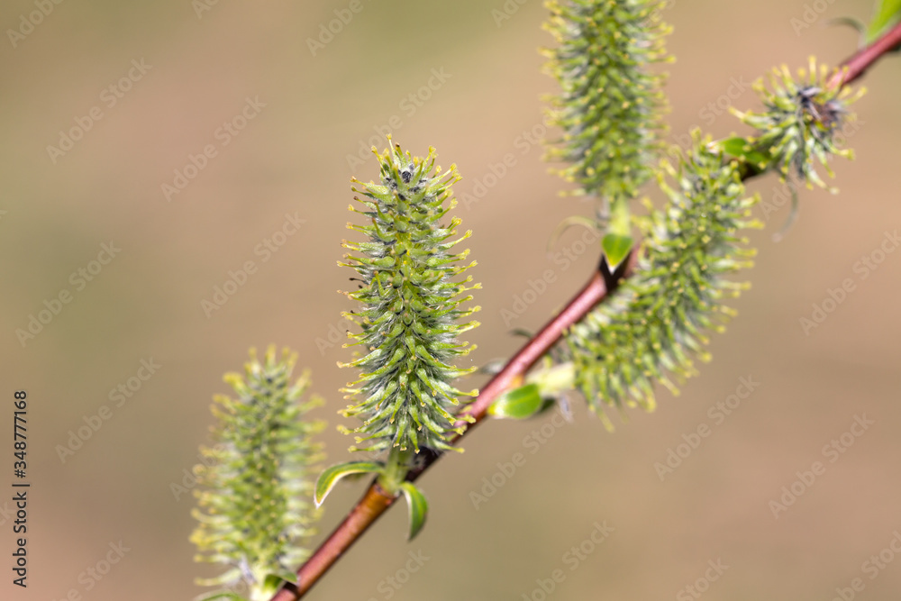 willow branch with green buds
