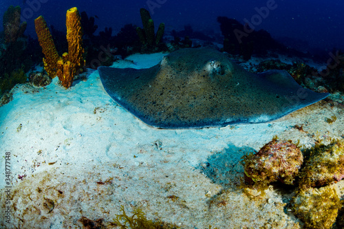 sting ray  raia-prego  fotosub  underwater  underwater photo  underwater photography  coral-reefs  sand  fish  ocean  natal  brasil