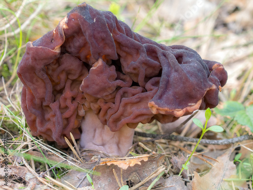 mushroom gyromitra in spring