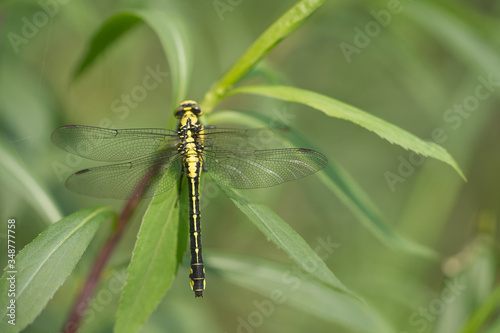 Gemeine Keiljungfer (Gomphus vulgatissimus)