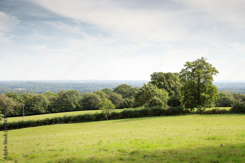 Obraz premium trees in field in the countryside of UK