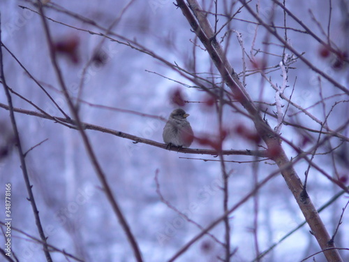 Sparrow in winter on a branch. Bird on a tree