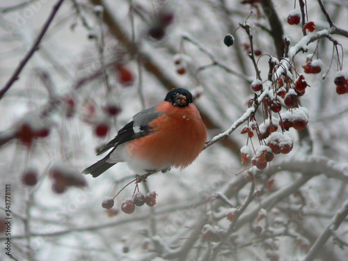 A bird with a red breast on a branch. Bullfinch