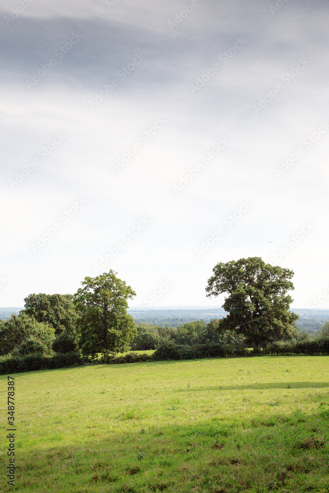 trees in field in the countryside of UK trees in field in the countryside of UK