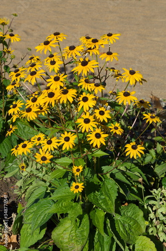 Rudbeckia fulgida 