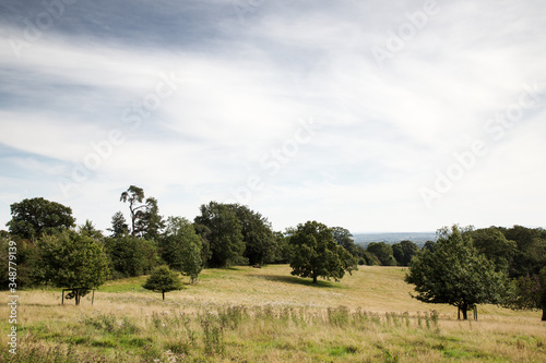trees in  field in the countryside of UK