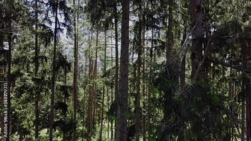 drone shot starts in the forest and goes up near bye trees till you see a small village and the mountains drone shot starts in the forest and goes up near bye trees till you see a small village and the mountains