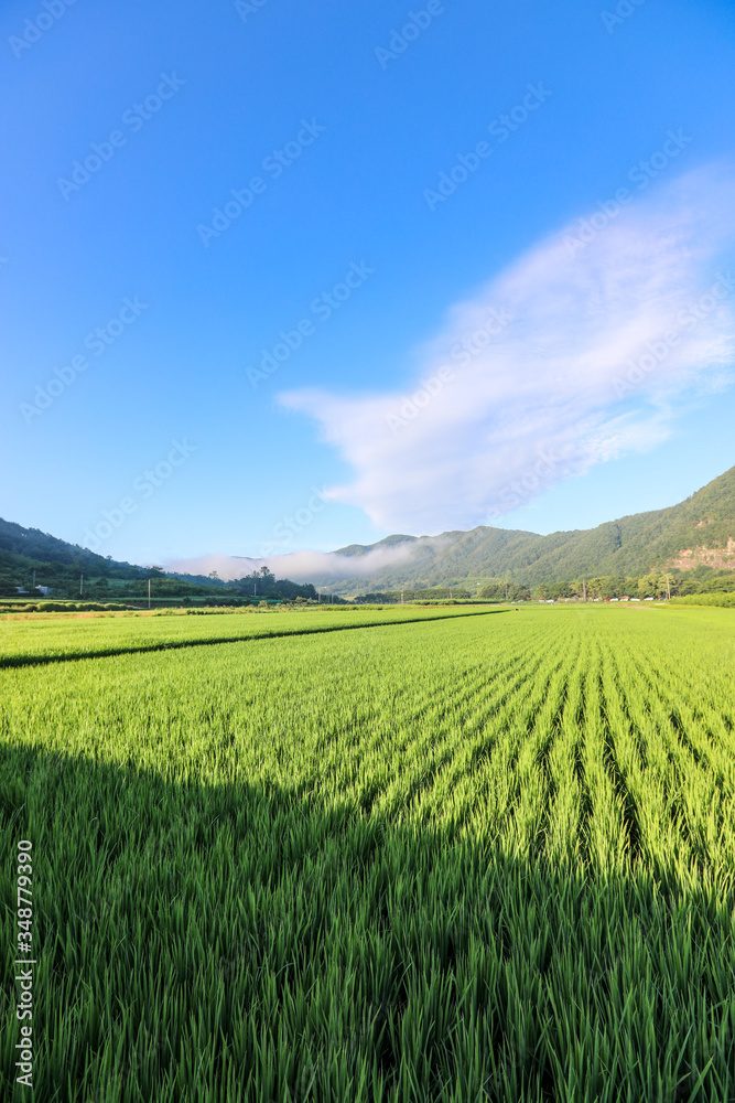 Lush green rice fields in the Korean mountainous territory. Cheongsong, Gyeongsangbuk-do, Korea Lush green rice fields in the Korean mountainous territory. Cheongsong, Gyeongsangbuk-do, Korea