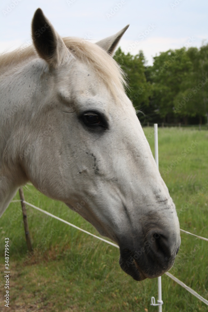 Fototapeta premium Balejero1 13.05.20