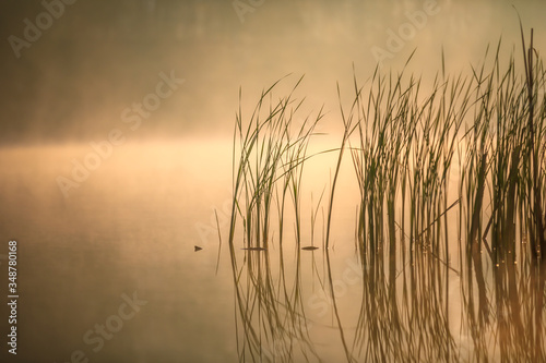 Reeds (soft light background)