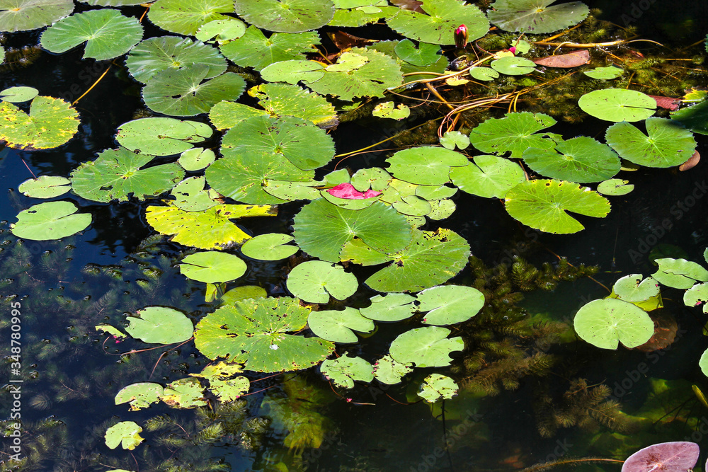 Lotus plantation on Inle Lake in Myanmar, former Burma Lotus plantation on Inle Lake in Myanmar, former Burma
