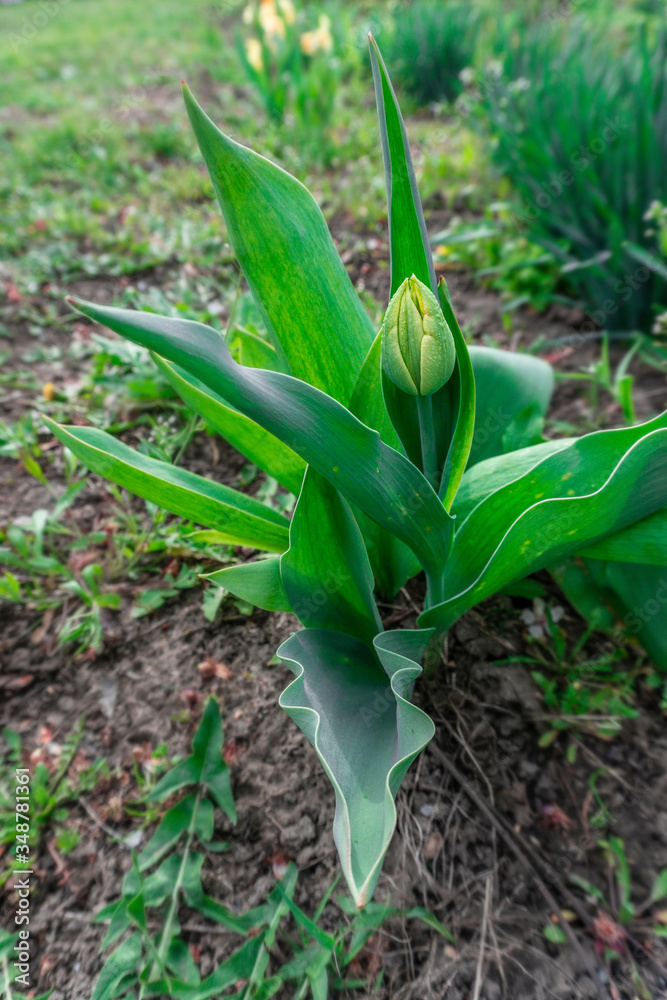 growing tulip bud growing tulip bud