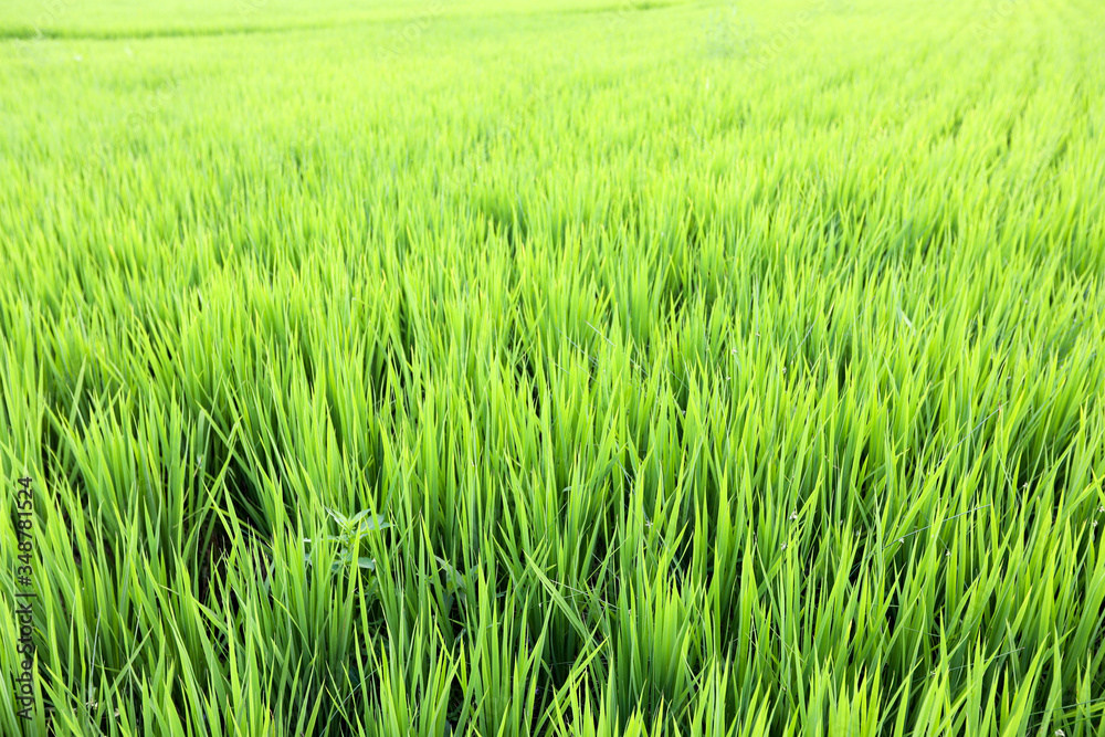 Full frame shot of Paddy. Cheongsong, Gyeongsangbuk-do, Korea Full frame shot of Paddy. Cheongsong, Gyeongsangbuk-do, Korea