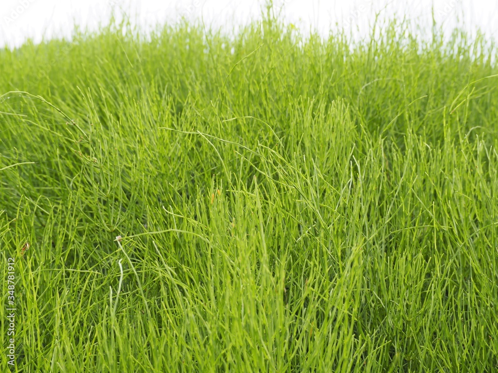 春の野に生い茂るスギナの葉 春の野に生い茂るスギナの葉