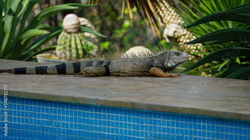 iguana on the rock