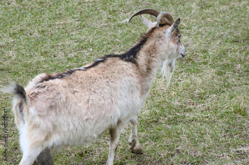 A goat grazes in a forest clearing