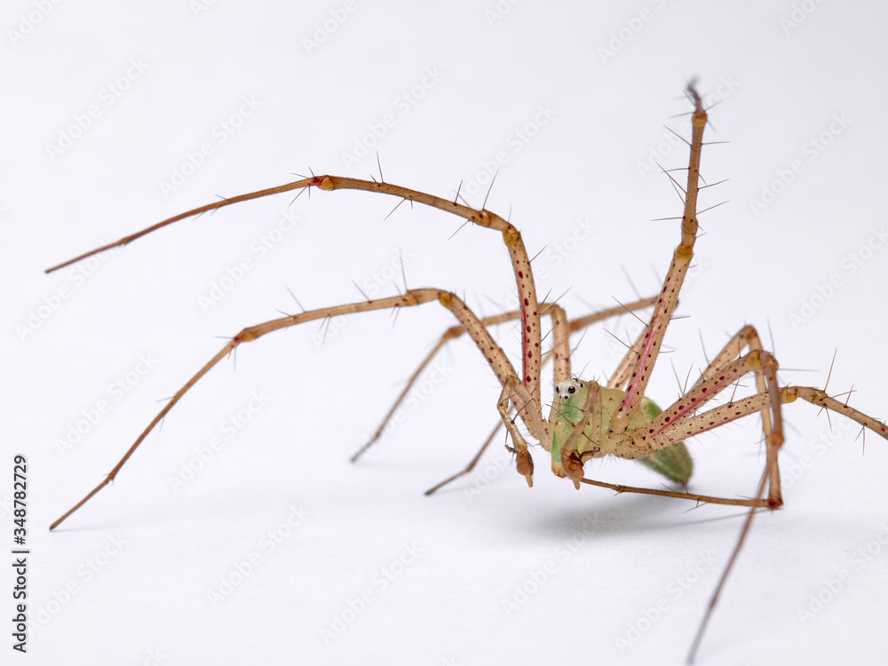 Green Lynx spider, Peucetia viridis Green Lynx spider, Peucetia viridis