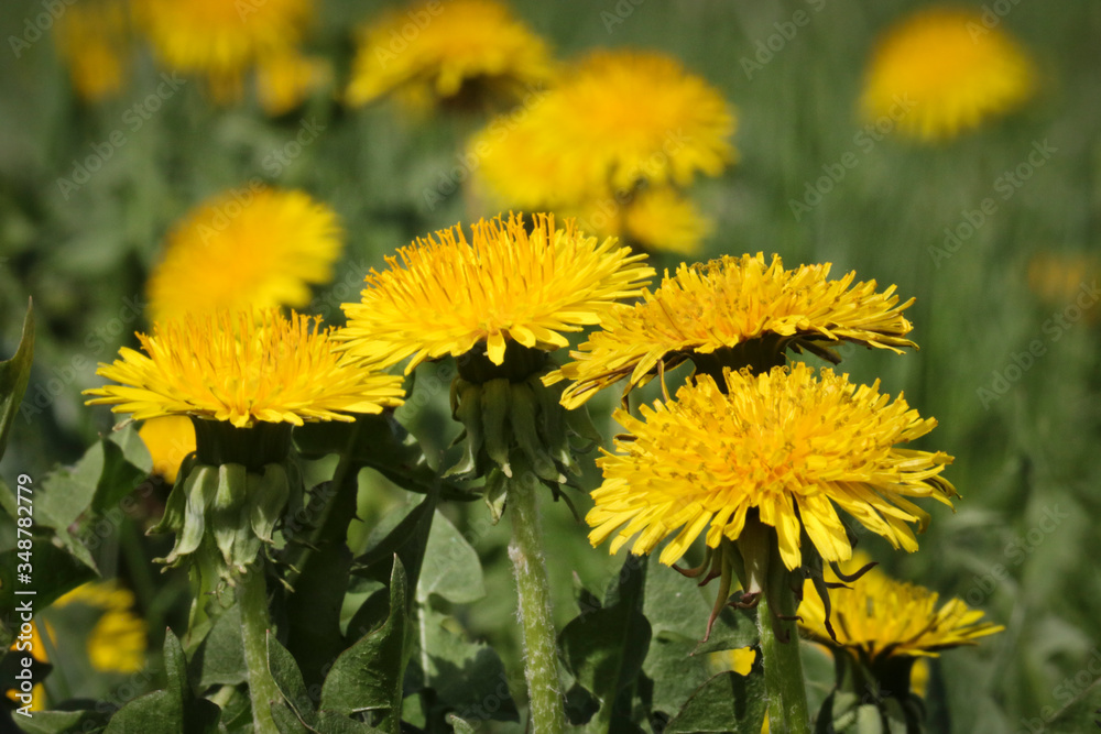 Summer background - green field with yellow blooming dandelions. Beautiful field with flowers. Summer background - green field with yellow blooming dandelions. Beautiful field with flowers.