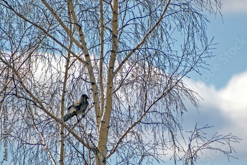 A crow sits on a branch of a birch tree