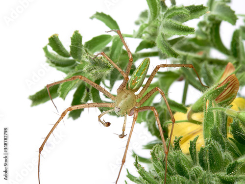 Fototapeta Naklejka Na Ścianę i Meble -  Green Lynx spider, Peucetia viridis