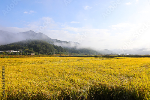 View of golden rice fields in the autumn mountain village, South Korea