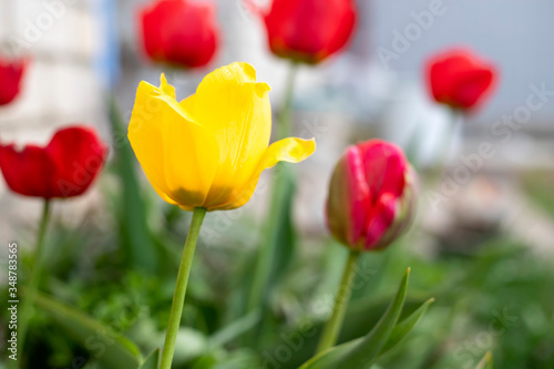 Yellow tulip on a background of red tulips growing in the garden.