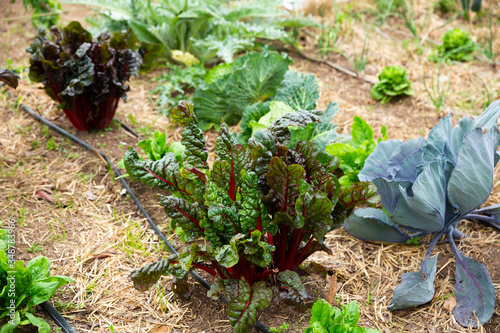 Growing mangold in the garden photo