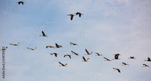 Large flock of cranes flying in sky © JackF