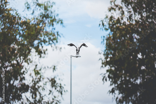 Pelicano en Australia.