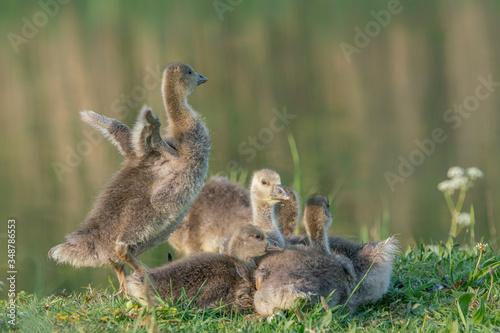 Greylag Goose (Anser anser) family with young goslings on land. Young Greylag Goose goslings.