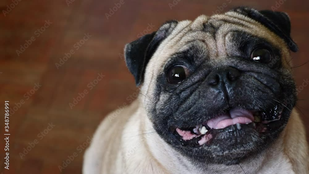 Happy pug smile and cheerful while sitting on wooden floor at home Happy pug smile and cheerful while sitting on wooden floor at home