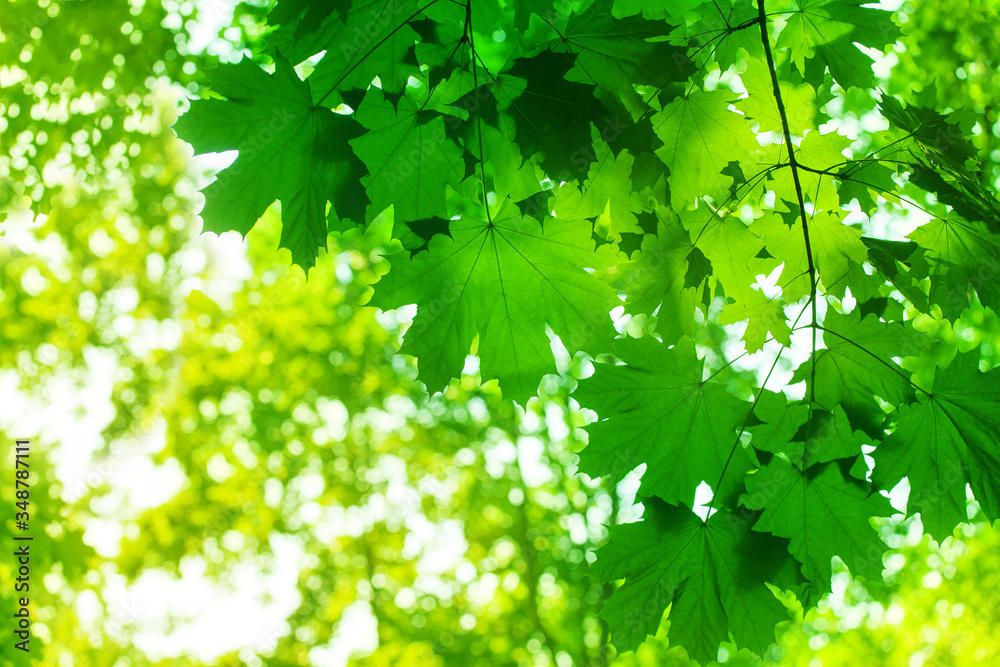 Obraz premium Green maple tree leaves closeup, sunlight blurred background, beautiful maple branches wallpaper, lush foliage soft focus, sunny summer day nature, spring forest landscape, morning glowing sun in wood