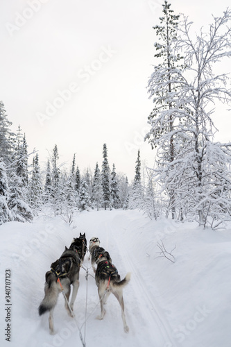 Schlittenhund Safari Lappland, hochkant