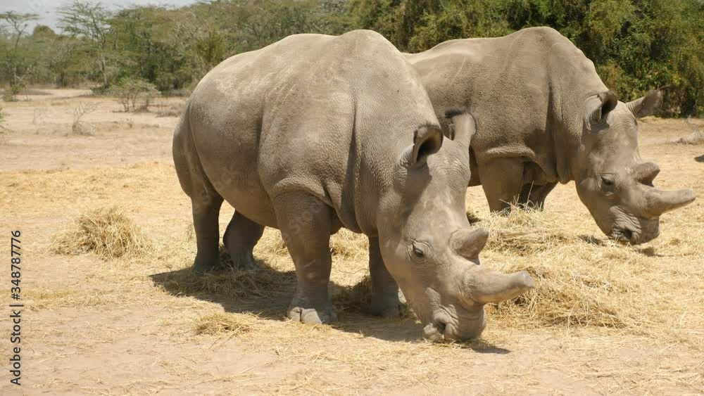 Close ground level shot of the two Rhino Females last of their species on earth now, lonely life Close ground level shot of the two Rhino Females last of their species on earth now, lonely life