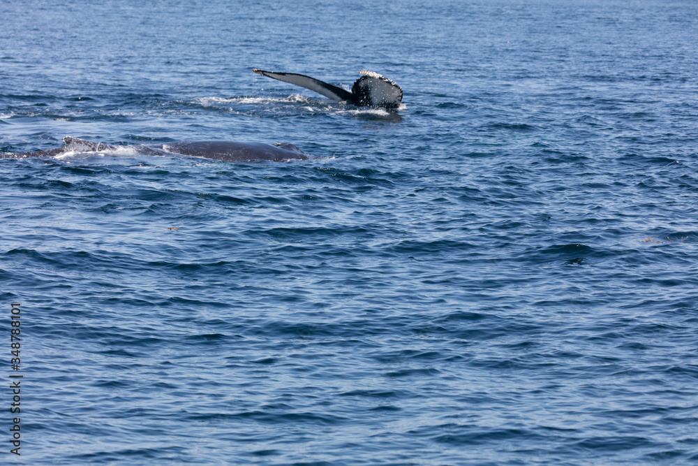 Obraz premium Whale, cape cod